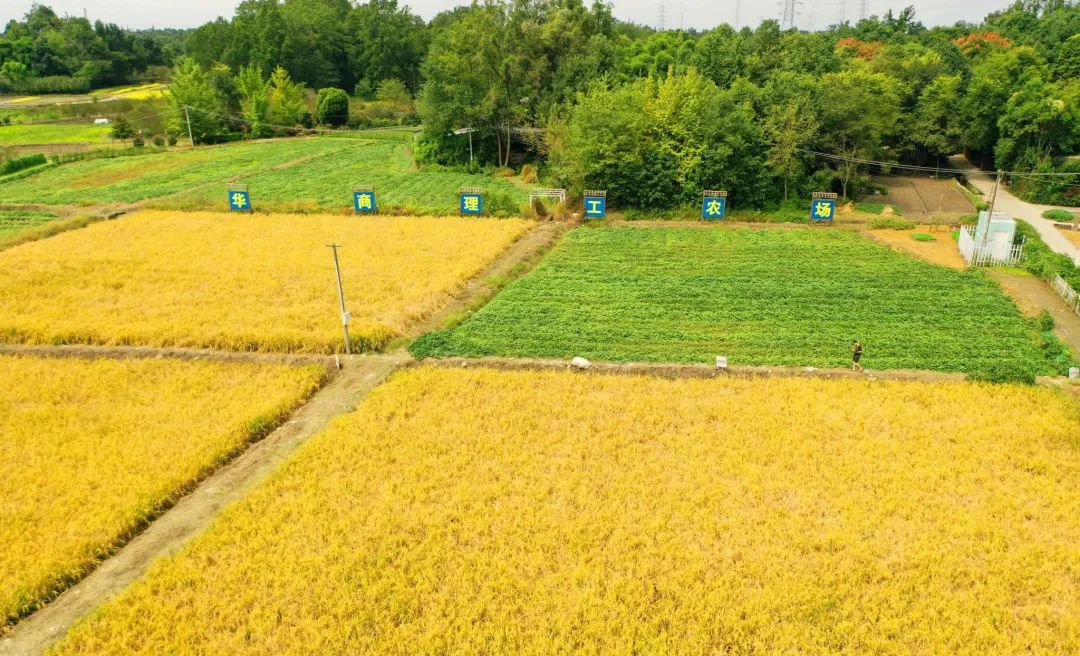 种稻悟艰辛 劳动促成长&mdash;&mdash;我校开展华商理工农场劳动教育实践活动