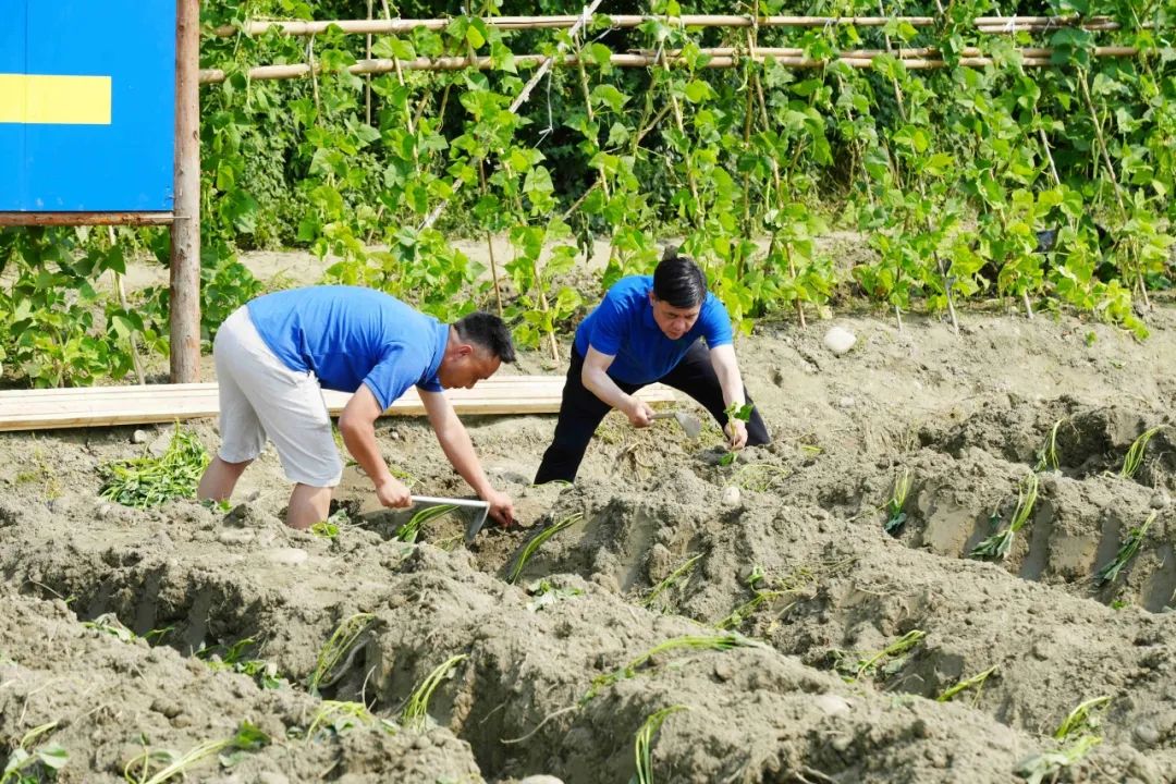 劳动实践 &ldquo;薯&rdquo;你最棒！&mdash;&mdash;华商理工开展劳动教育实践活动